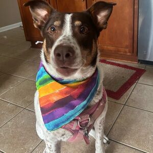 Handmade rainbow bandana for you and dog